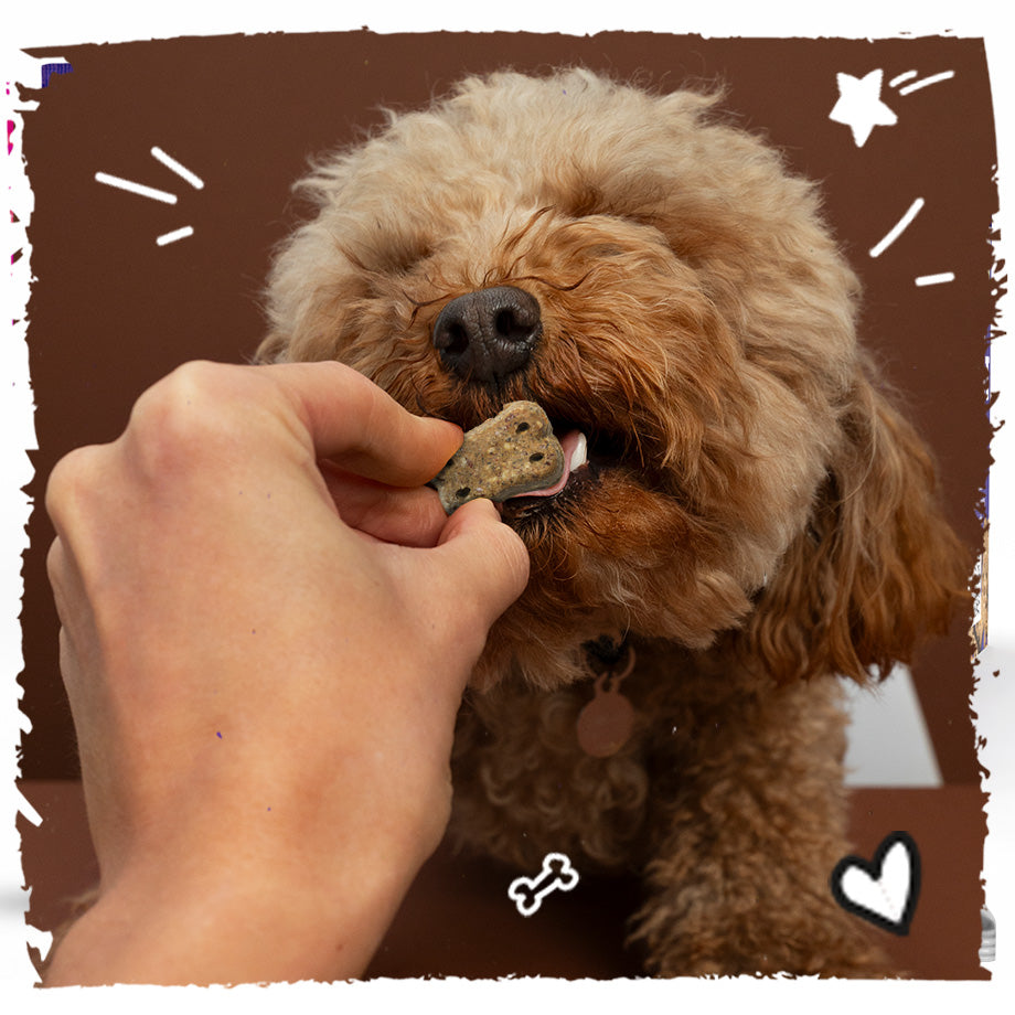 Vegan Natural Functional treat for dogs – Grain Free SKIN & COAT