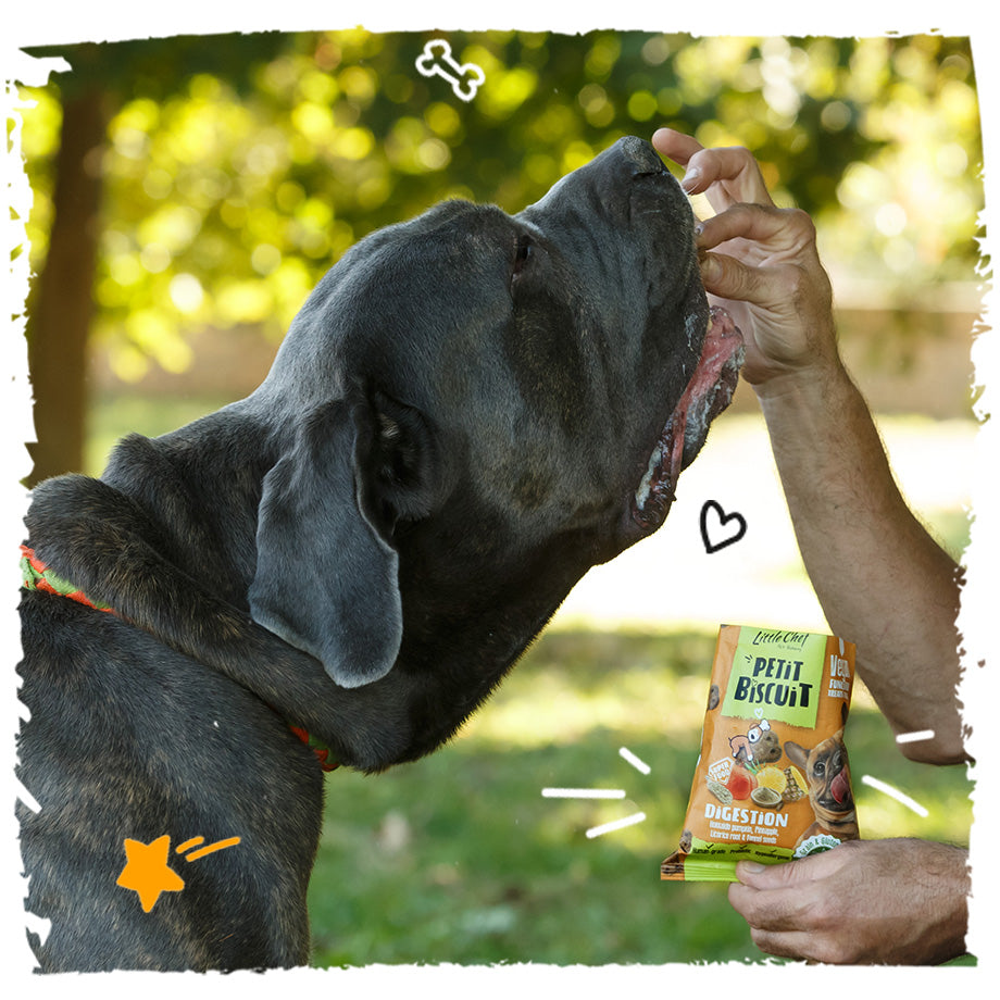 Vegan Natural Functional treat for dogs – Grain Free DIGESTION