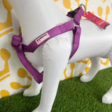 Doodlebone Dog Harness - Perfect for Walks and Adventures